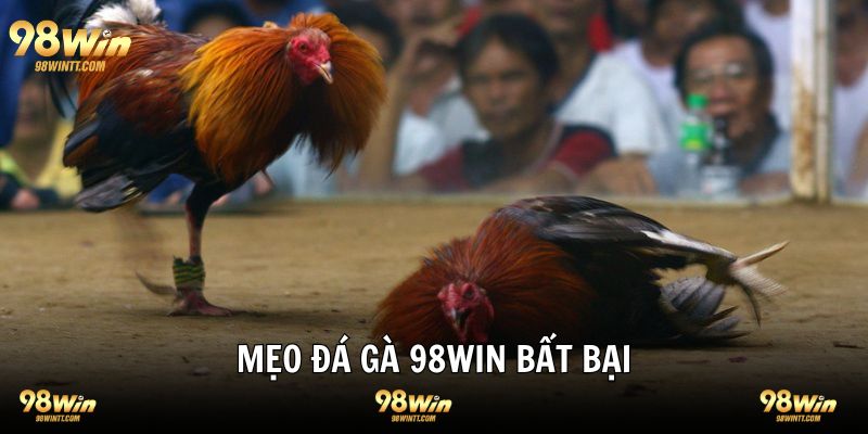 Mẹo chơi đá gà tại 98WIN cần lưu ý 