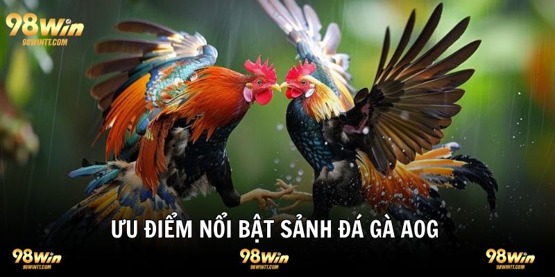 Ưu điểm nổi trội sảnh gà AGO mang lại 